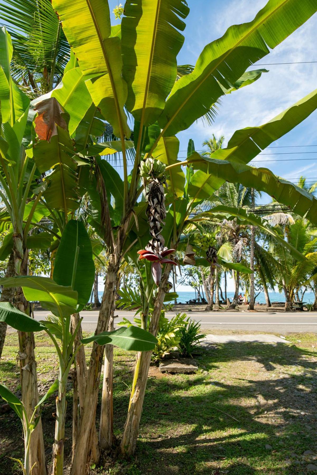 Casa Blanca Beachfront House With Shared Pool Access Pangea Lodge Мансанильо Экстерьер фото